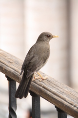 Turdus chiguanco