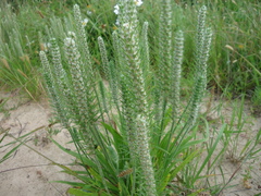 Plantago aristata