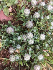 Trifolium pilulare
