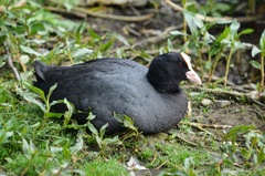 Fulica atra