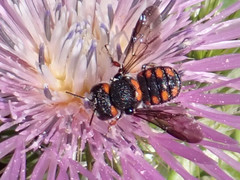 Pseudoanthidium canariense