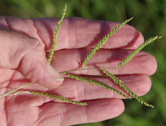 Urochloa mosambicensis
