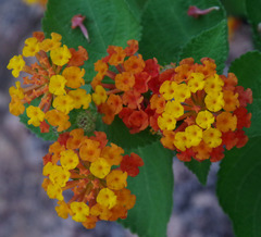 Lantana camara