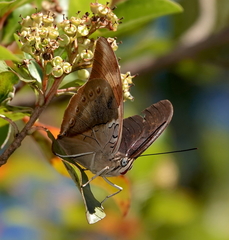 Archaeoprepona chromus