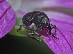 Zacladus geranii