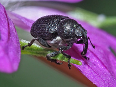 Zacladus geranii
