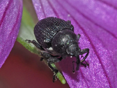 Zacladus geranii