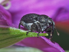 Zacladus geranii