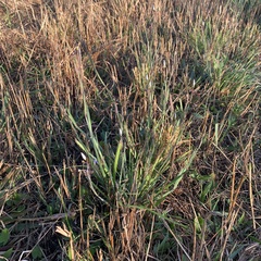 Lactuca graminifolia