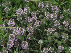 Thymus kosteleckyanus