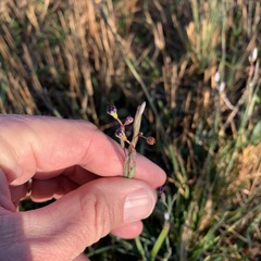 Lactuca graminifolia