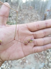 Ampelocissus acapulcensis