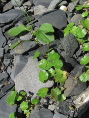 Hydrocotyle ramiflora