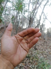 Ampelocissus acapulcensis
