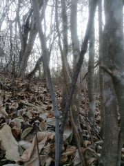 Ampelocissus acapulcensis