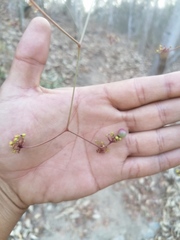 Ampelocissus acapulcensis