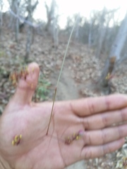 Ampelocissus acapulcensis