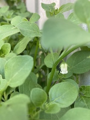 Salpichroa origanifolia