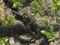 Bembidion quadrimaculatum