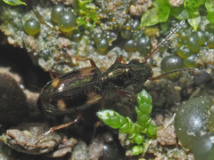Bembidion quadrimaculatum