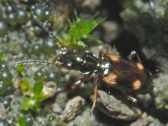 Bembidion quadrimaculatum