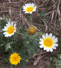 Glebionis coronaria