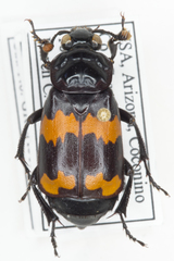 Nicrophorus mexicanus