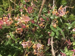 Lonicera implexa