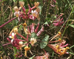 Lonicera implexa