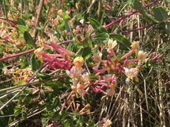 Lonicera implexa