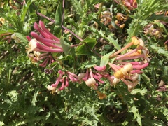 Lonicera implexa