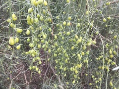 Retama monosperma