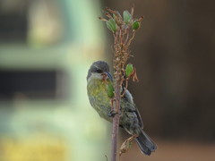 Nectarinia kilimensis