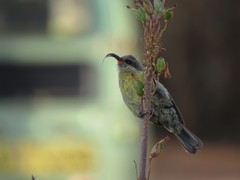 Nectarinia kilimensis