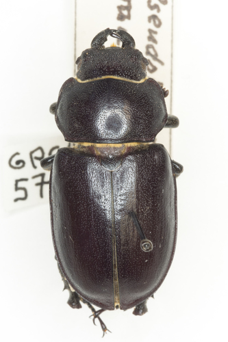 Cottonwood Stag Beetle photo 3