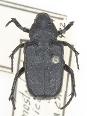 Cremastocheilus mexicanus