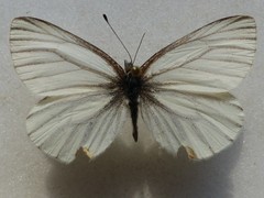 Pieris angelika