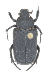Cremastocheilus mexicanus