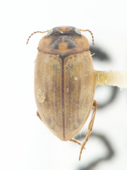 Leconectes striatellus