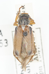 Dichelonyx sulcata