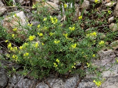 Medicago prostrata