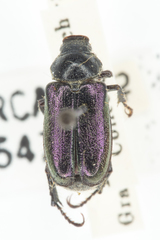 Dichelonyx backii