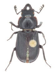 Platycerus marginalis