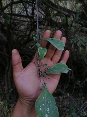 Achatocarpus oaxacanus