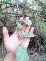 Achatocarpus oaxacanus