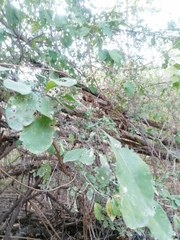 Achatocarpus oaxacanus