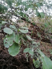 Achatocarpus oaxacanus