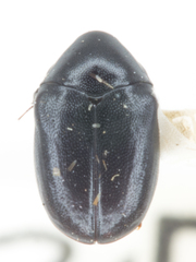 Orphilus subnitidus