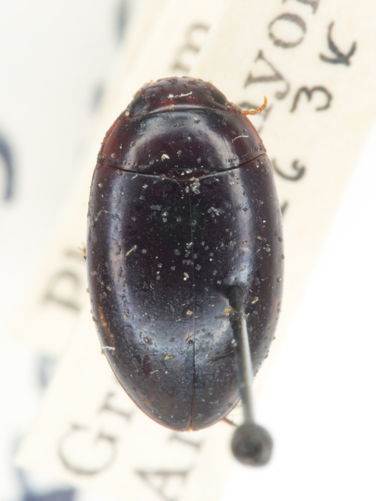 Platambus semivittatus
