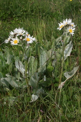 Senecio smithii